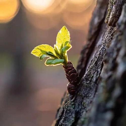 枯木逢春,逆境中的重生与希望