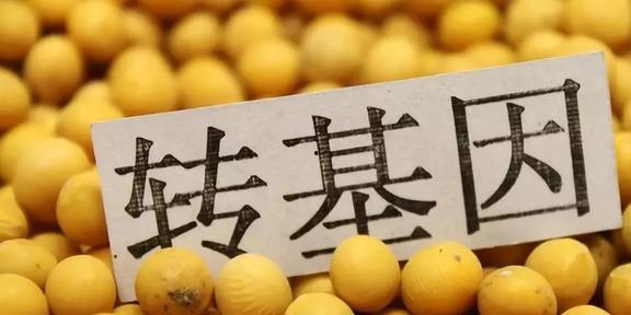 转基因食物,科技与安全的双重审视