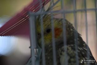 笼中欲鸟,探寻自由与束缚的哲学寓言