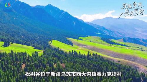 松树谷,自然奇观与生态秘境的绿色画卷