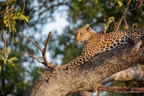 大猫全实录,揭秘野生动物的生存智慧与传奇故事